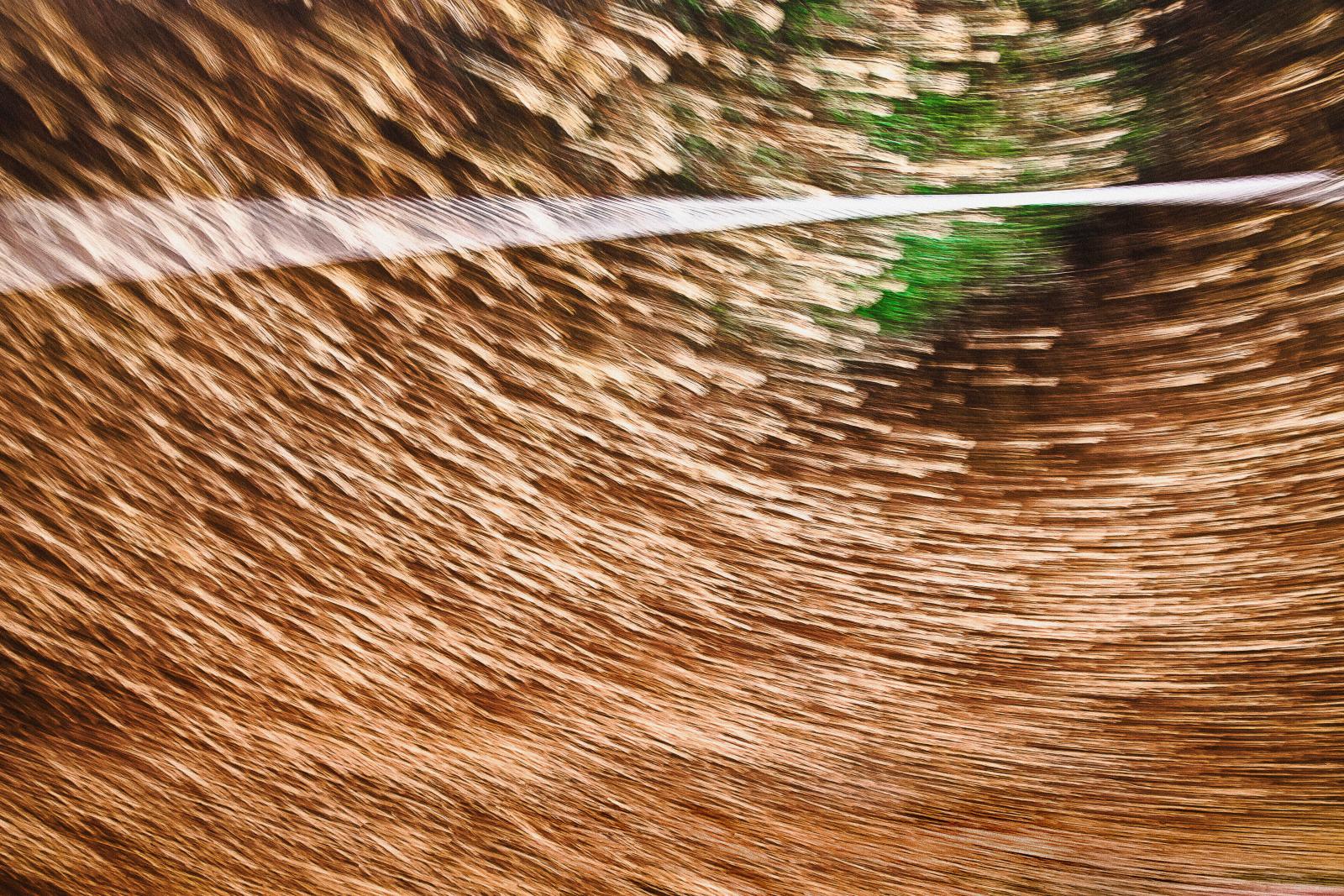 From my Amped-Up portfolio, this large-scale photograph is a response to the accelerated pace of modern life, my life. By moving my camera at time of image capture, I am no longer a passive recorder of found compositions. My movement capture enables me to enliven and abstract my photographs and allows me to incorporate my own physical response into the photograph. When I photograph, I become a performance artist, a choreographer, a painter, and a creator in the photographic realm.
This photograph, Strumming, captures the energy I felt when visiting a salt-water marsh alive with a cacophony of birdsong and humming insects.