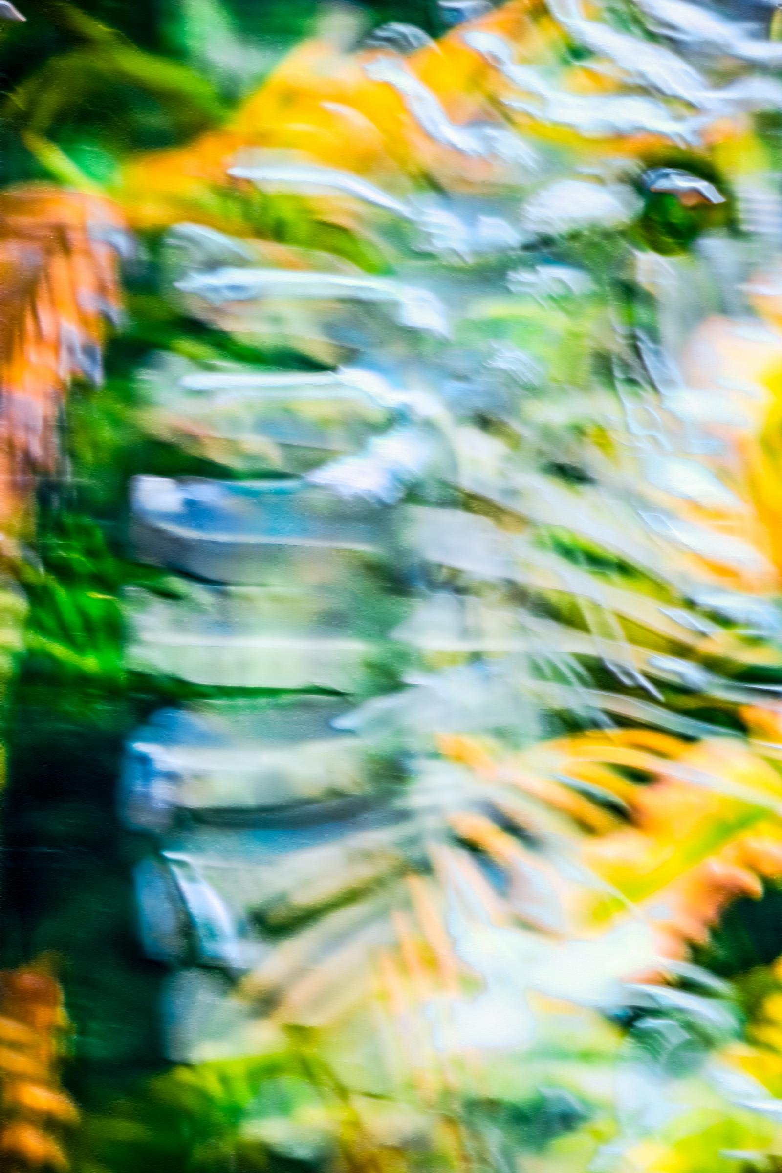 From my Amped-Up portfolio, this large-scale photograph is a response to the accelerated pace of modern life, my life. By moving my camera at time of image capture, I am no longer a passive recorder of found compositions. My movement capture enables me to enliven and abstract my photographs and allows me to incorporate my own physical response into the photograph. When I photograph, I become a performance artist, a choreographer, a painter, and a creator in the photographic realm.
This photograph, Fragments and Divisions, melds the energies of botanical and zoological life forms.