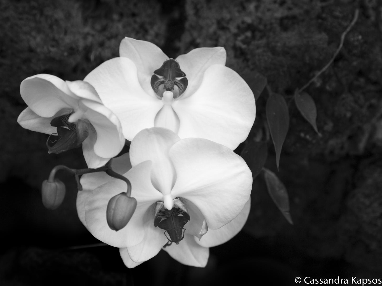 An image of an Orchid in bloom.