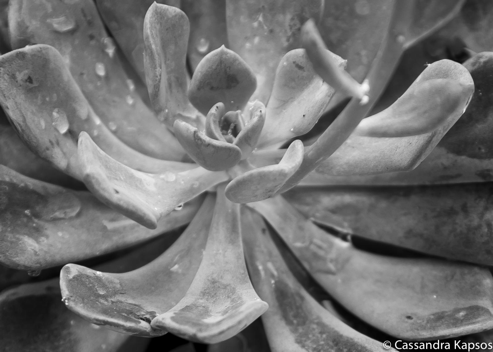 A close up of a succulent plant that is freshly watered.