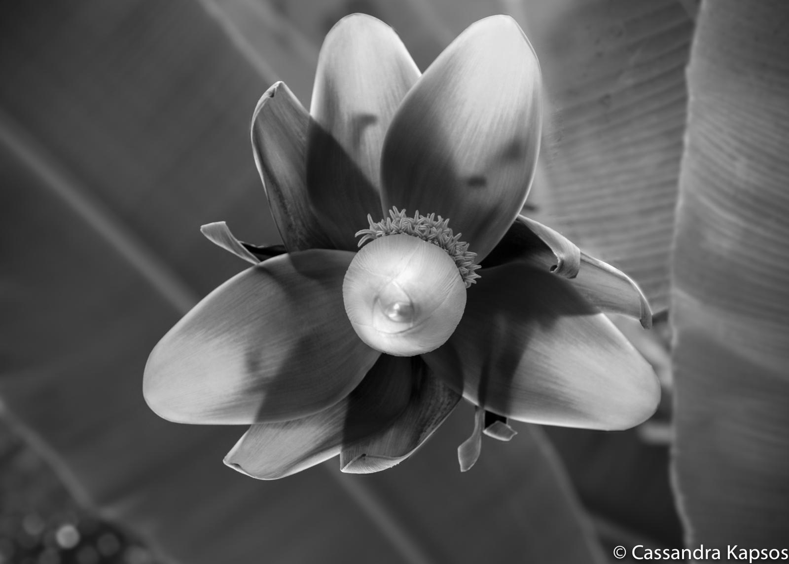 Worm's eye view of a flower from a tree.