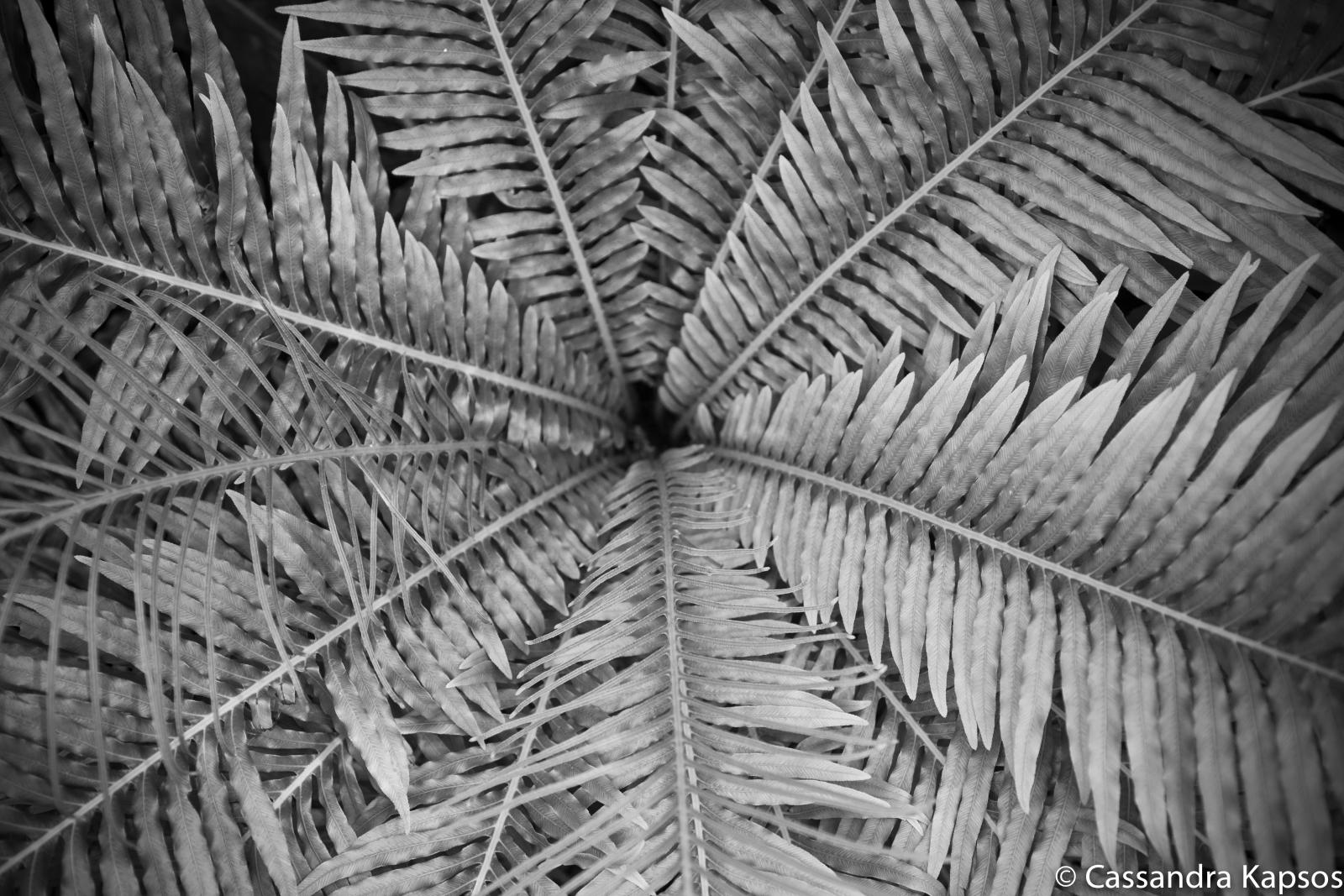An image of a fern from a bird's eye perspective.
