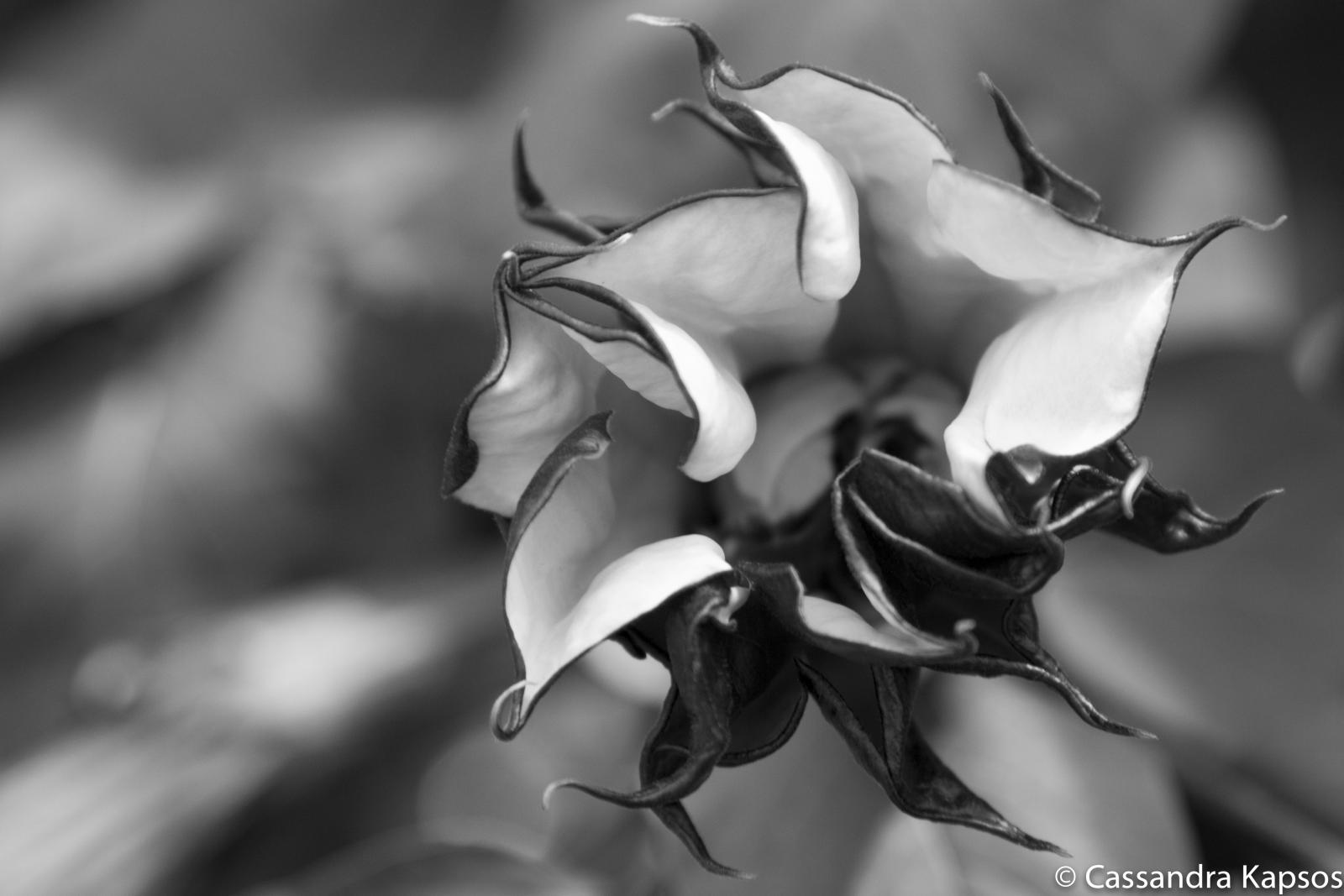 The wavy, white flower with a shallow depth of field.