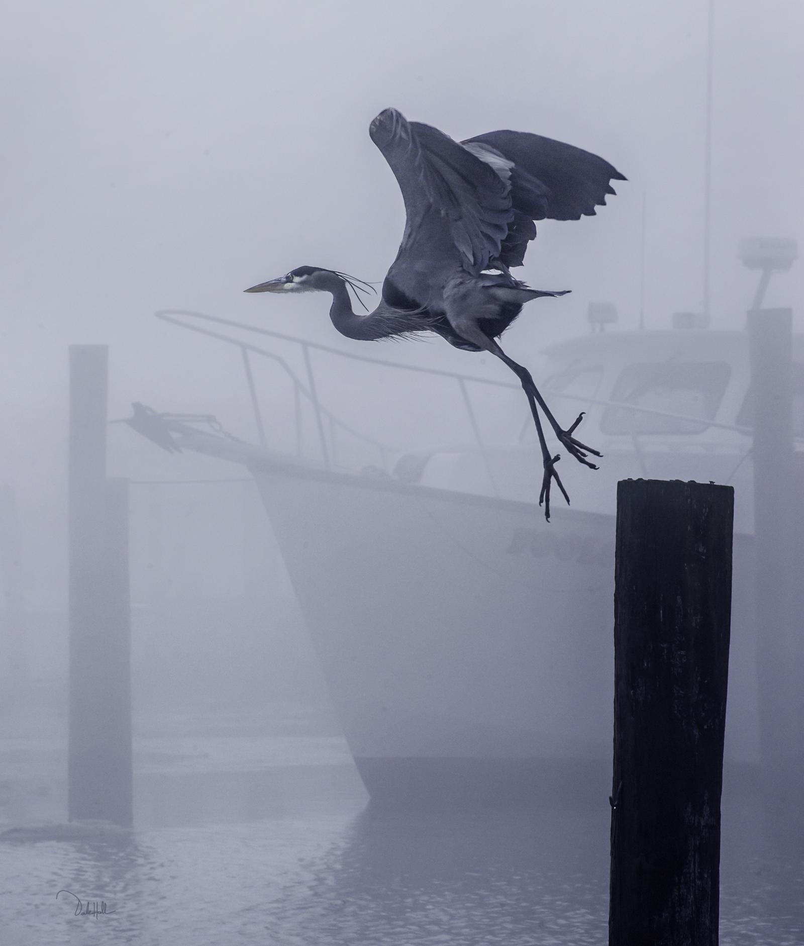 A Blue Heron taking off from a piling in the fog at Kent Point Marina.