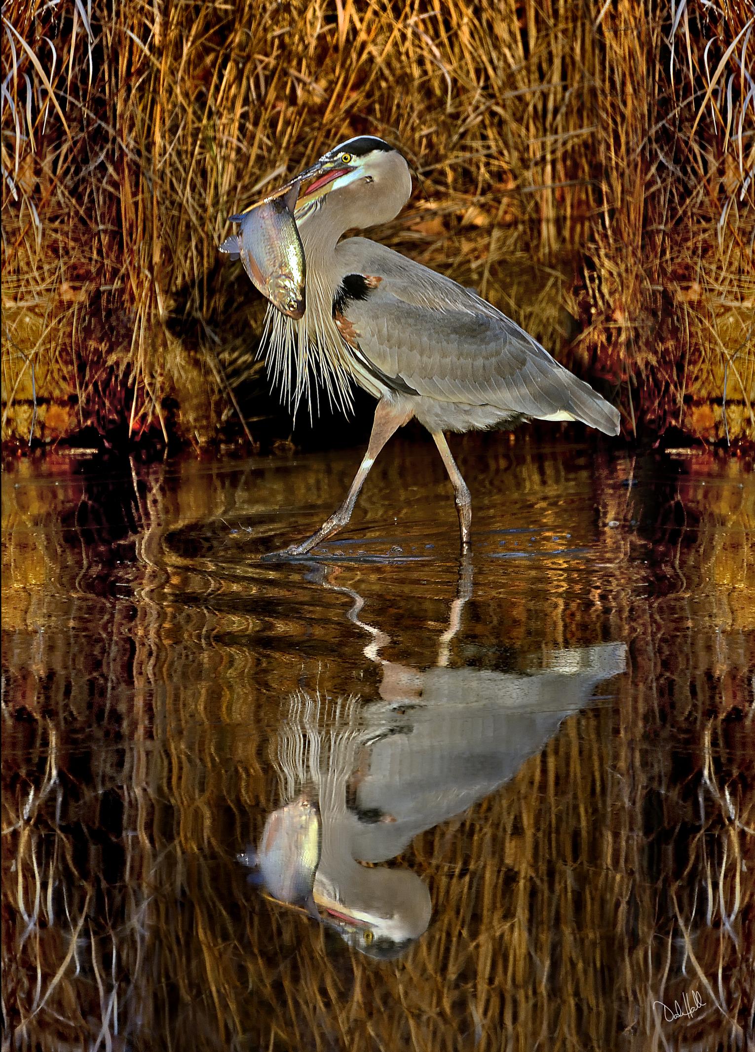 A Blue Heron carrying a big fish in calm waters creating a mirror image at Black Water National Refuge.