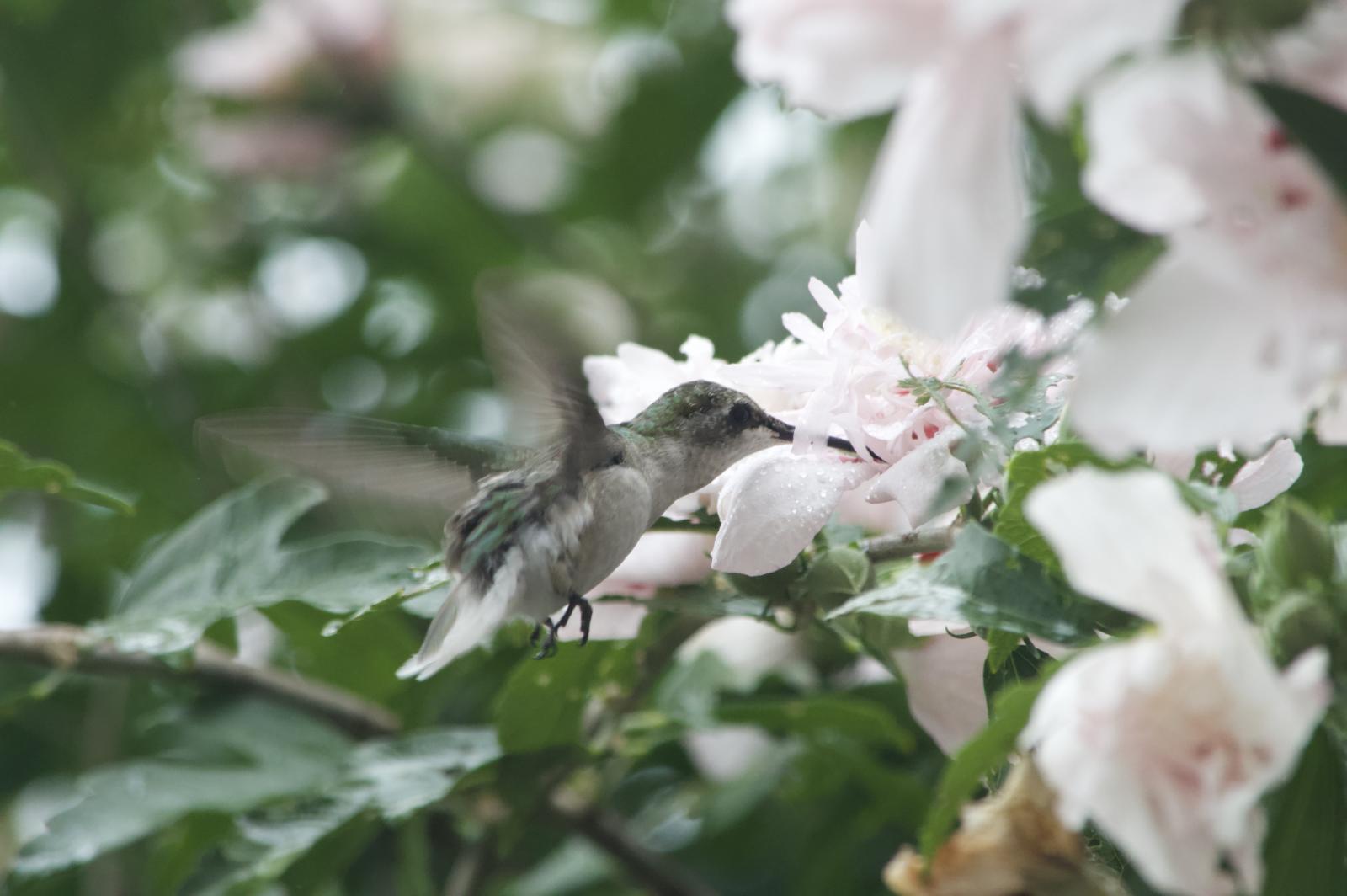 Hummingbird feeding on Rose of Sharon