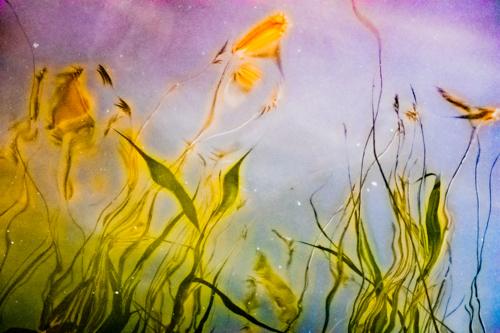Photograph of Cattails Reflected in the Chester River. Chestertown, Kent County, Maryland.