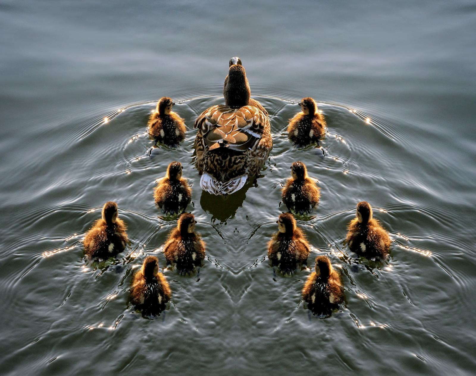 Baby ducks all line up in formation behind their mother.