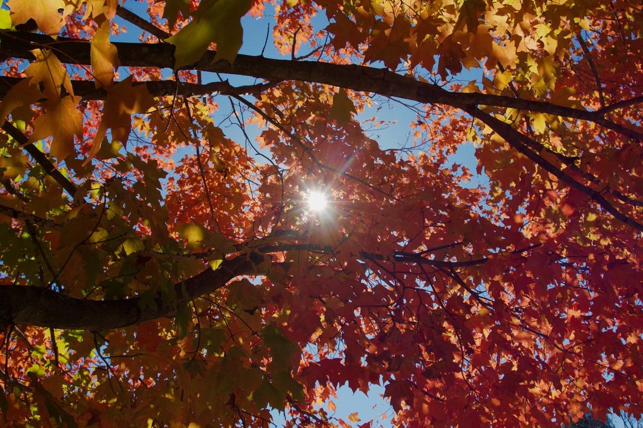 Have you ever stopped, looked up and admire Mother Nature? Isn't she a beauty.
