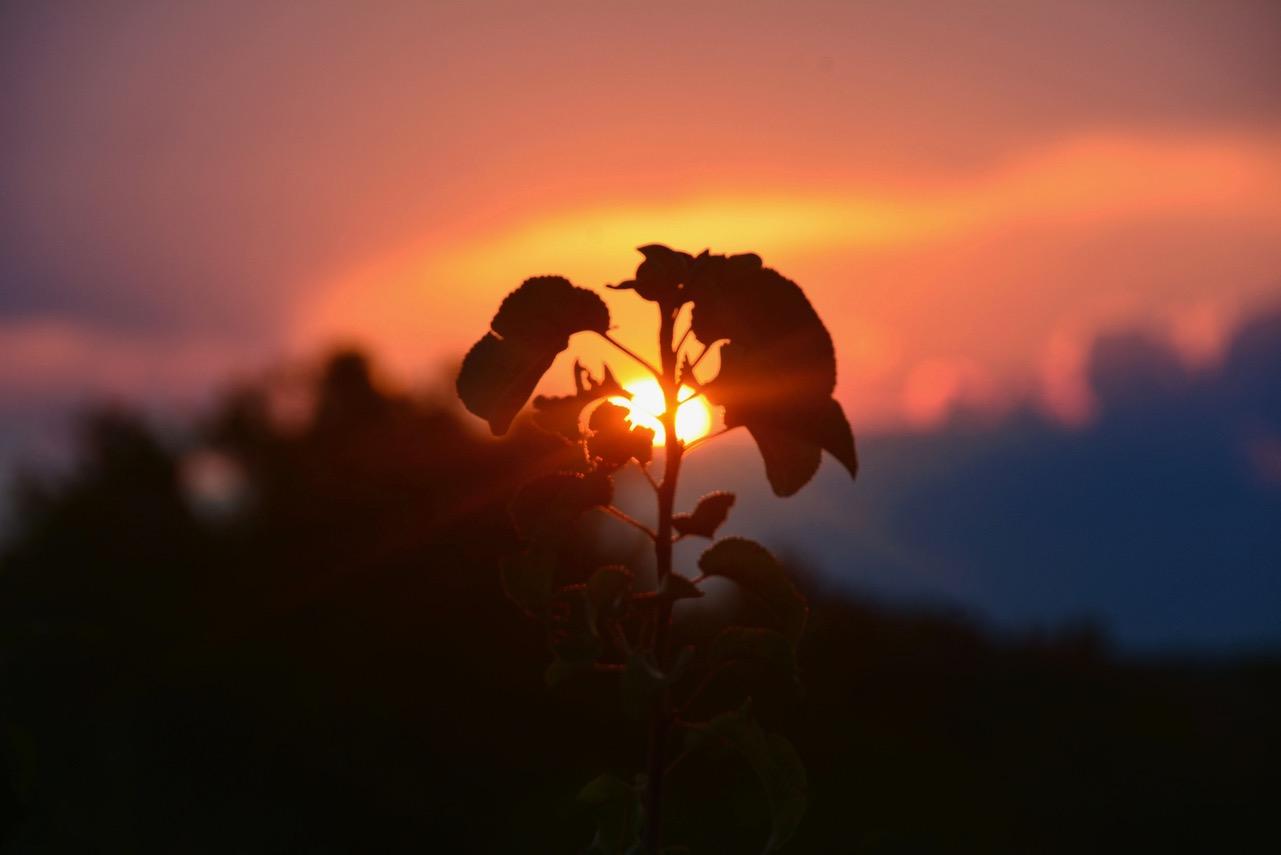 Flower grown on a spring sunset