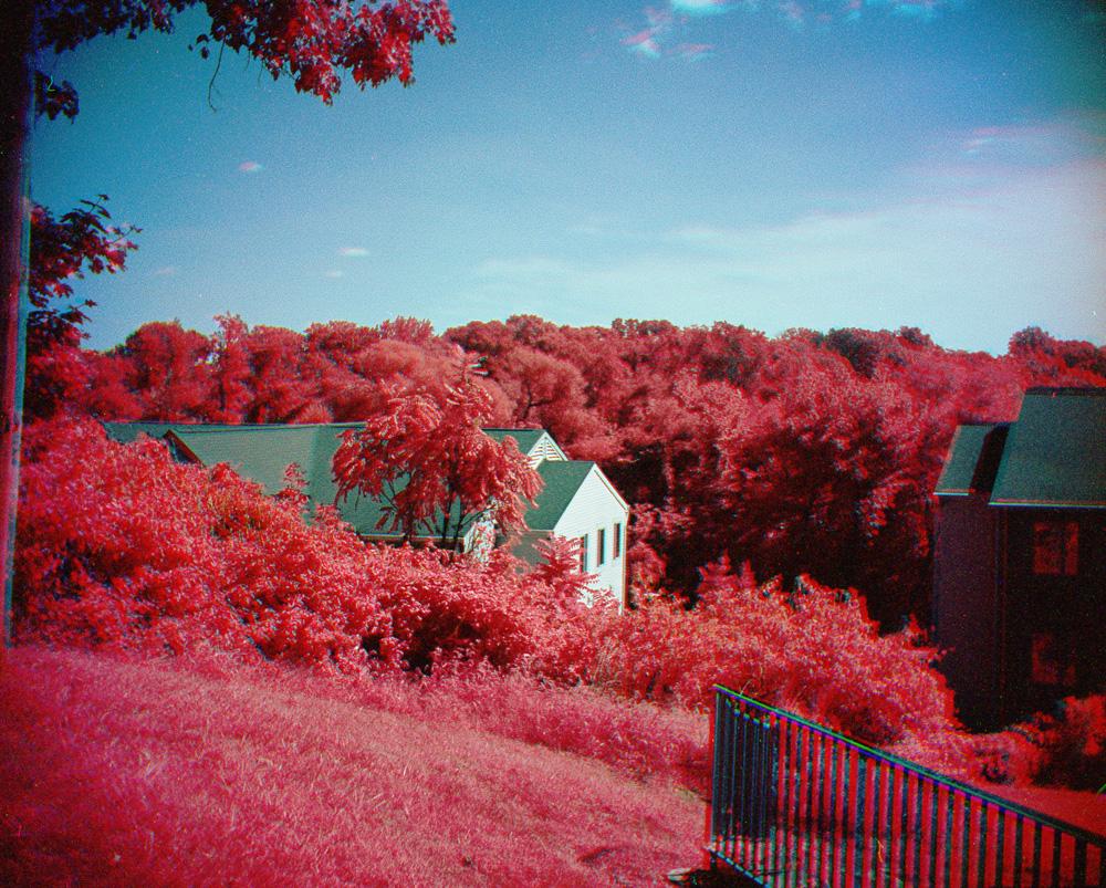 False color infrared created using black and white infrared film