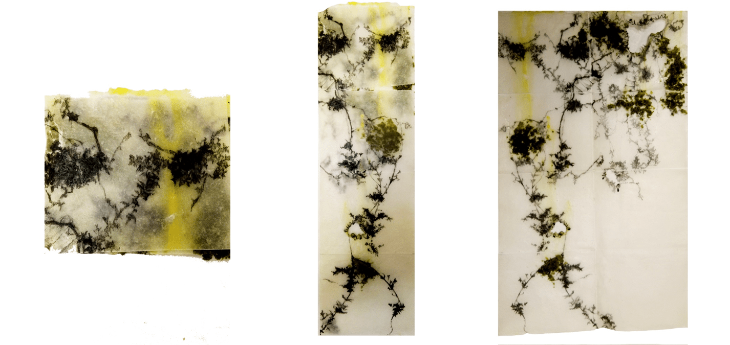 This book explores the concept of growth and decay with time.