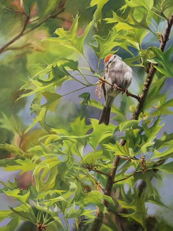 Chipping Sparrow in a Pin Oak Tree