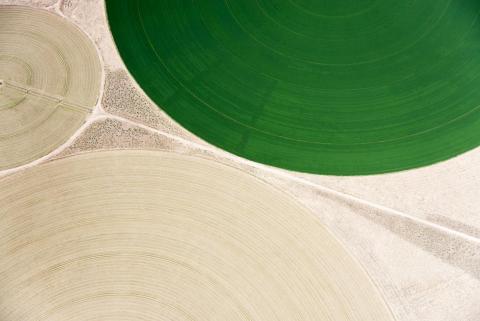 Abstract painting of circular green, tan, and grey shapes