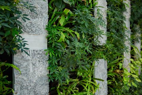 Greenery wall with concrete columns