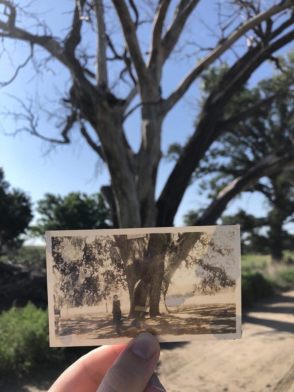 Part of a larger interdisciplinary project that situates my matrilineage alongside larger notions of landscape, home, and gender.