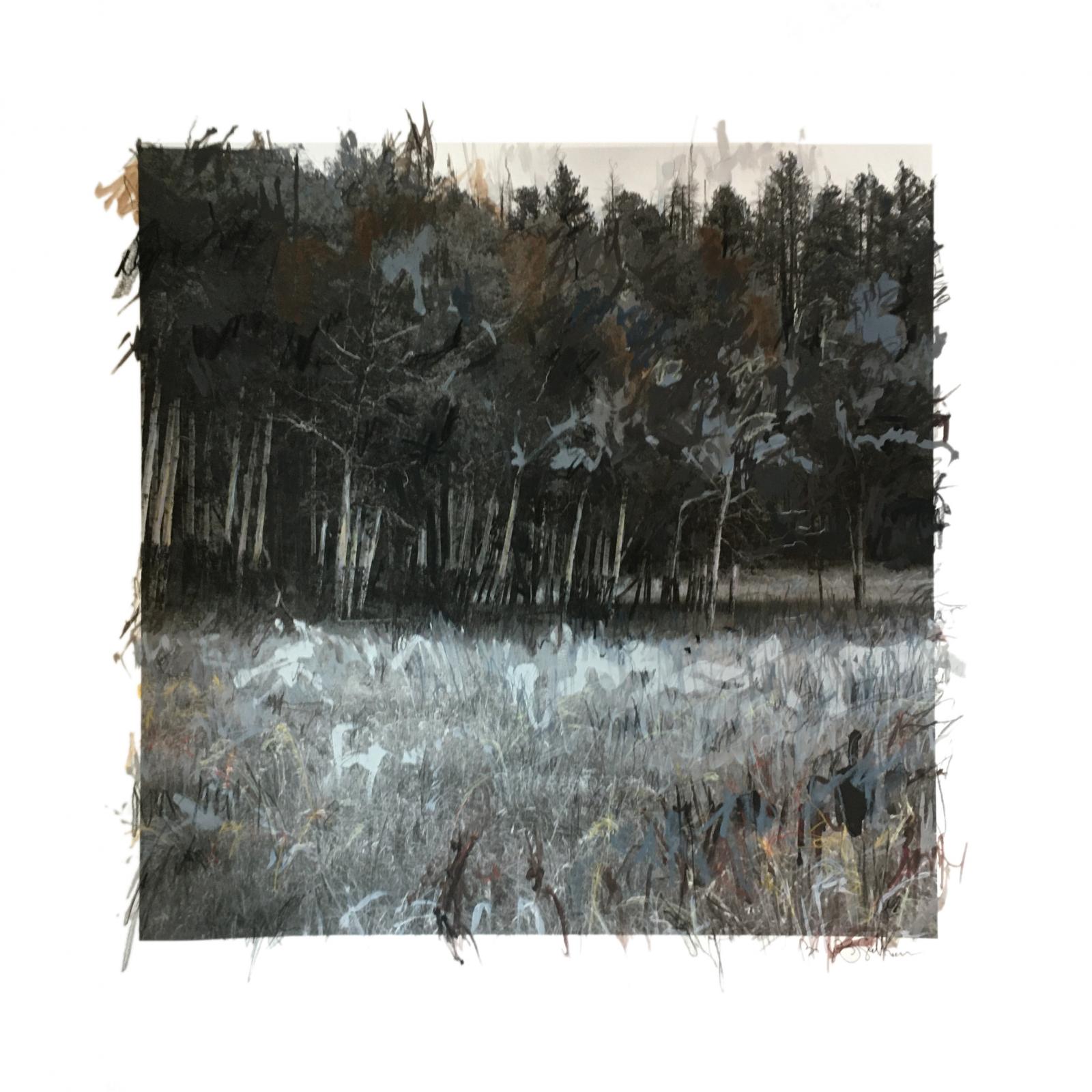 Photographic image of edge Aspen tree forest. Black and white with gray color palette. Bold marks of value and color applied using acrylic paint, graphite, charcoal and oil pastel. Drawn and painted marks extend beyond the square hard edge of the photograph.
