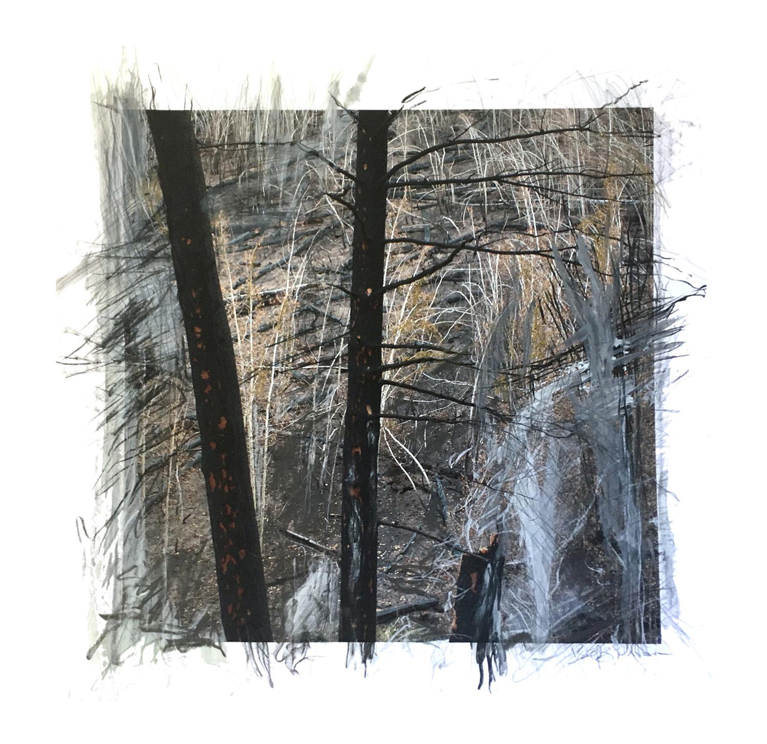 Photographic image of forest after forest fire. Neutral color palette. Barren and fallen trees on tall hillside. Two large blackened trees in foreground. Bold marks of value and color applied using acrylic paint, graphite, charcoal and oil pastel. Drawn and painted marks extend beyond the square hard edge of the photograph.