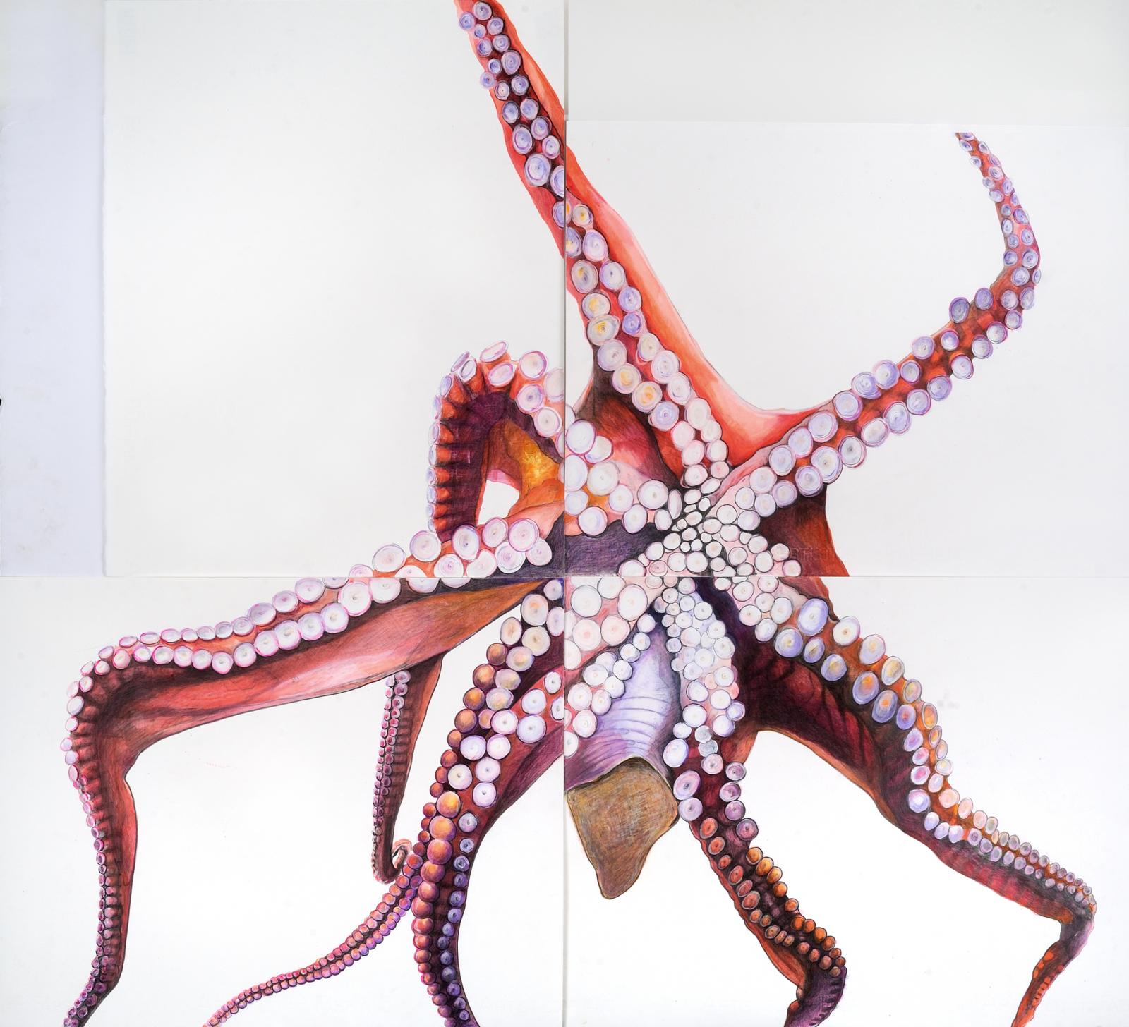 Octopus 1 