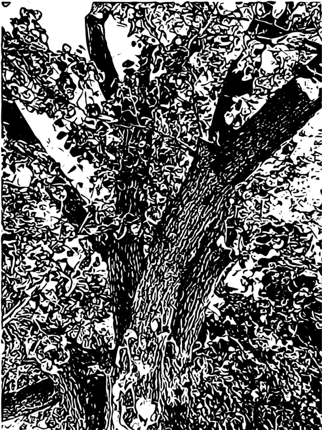 Connection is about how nature itself is connected around us and how the trees are connected. Just like a family tree, a tree is formed out of many branches connected together. It's about self-love, love, empowerment, unity, complexities of nature (life).
