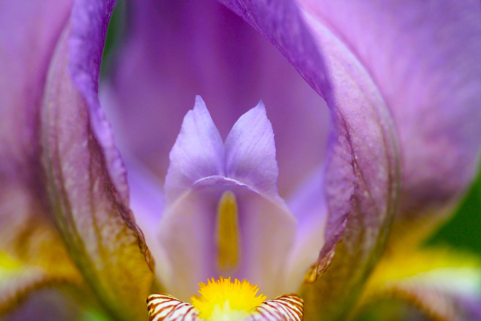 A vibrant symphony of purple. This macro photograph highlights the soft, delicate beauty of a blooming iris, perfect for bringing a serene, natural touch to any space.
