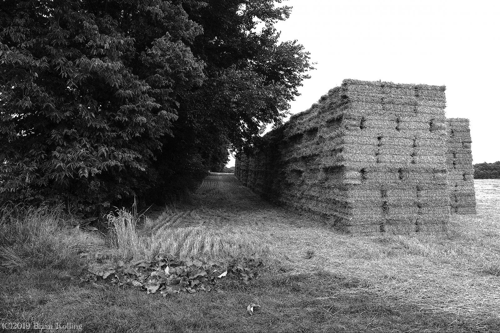 Monochrome Photo