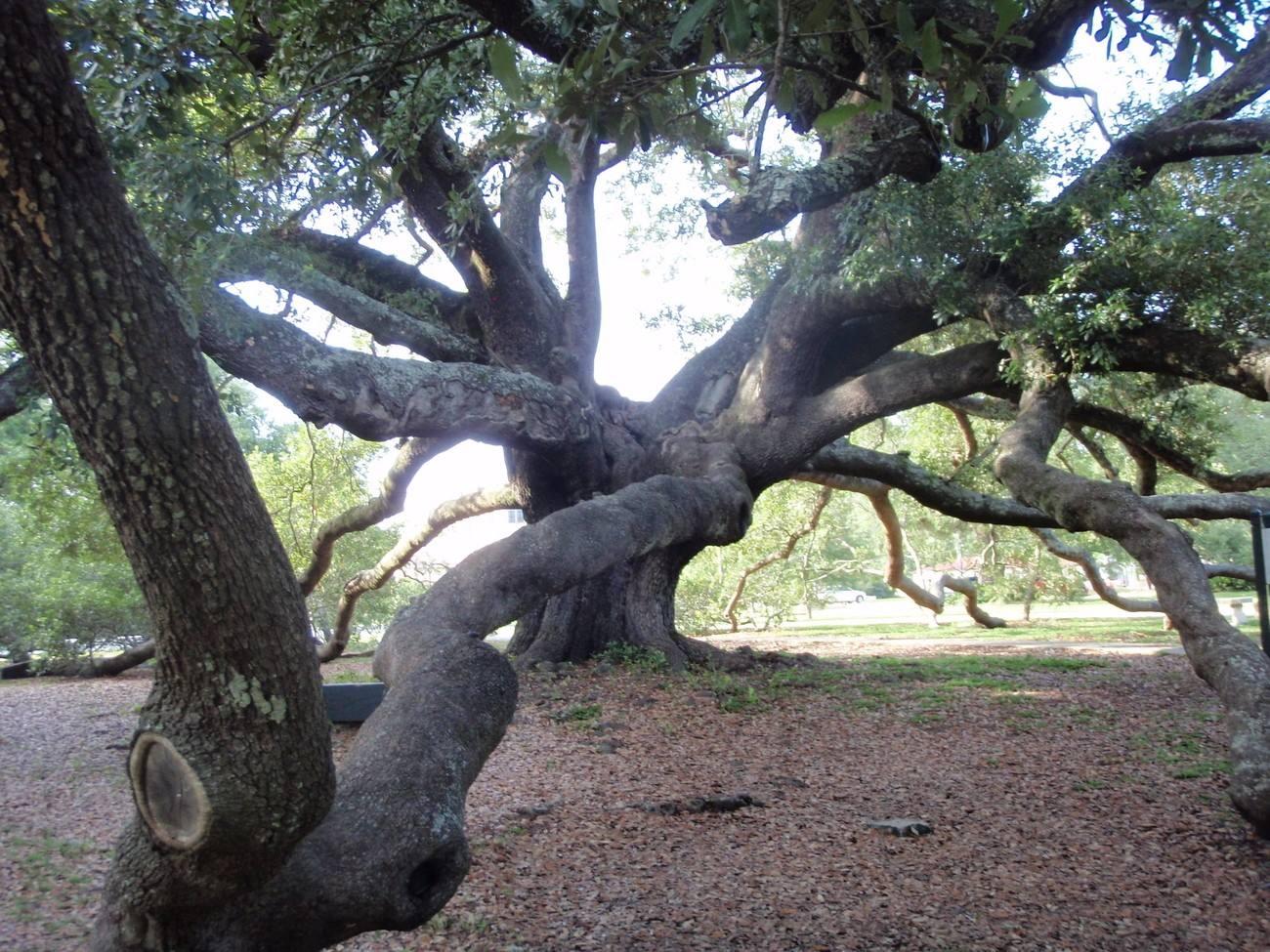 A picture of the iconic Friendship Oak in Long Beach, MS. The tree is over 500 years old and has survived fires, hurricanes and the march of human progress.