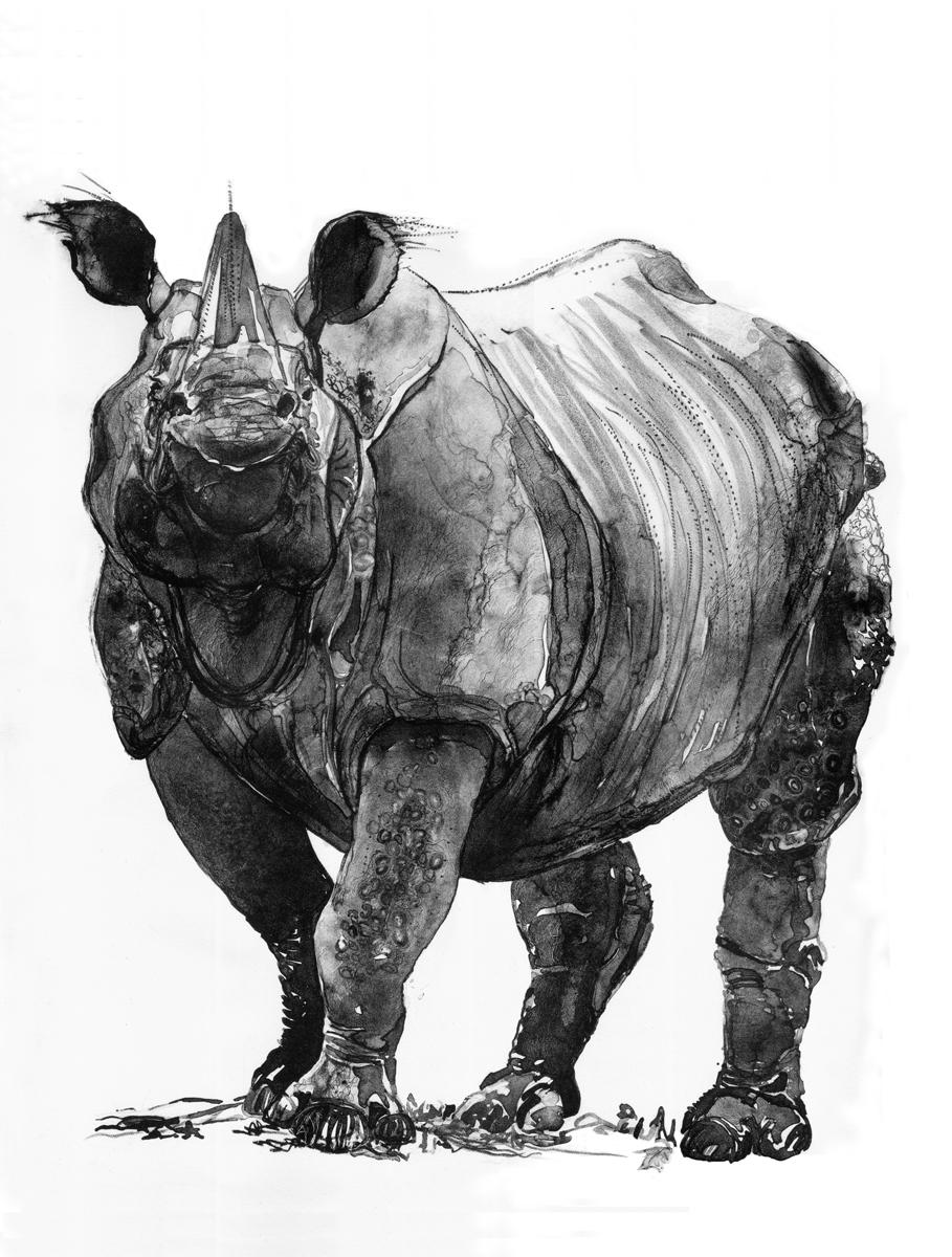 Black and White lithograph on stone of an Indian Rhinoceros created with tusche washes, litho crayon rubbing ink and razor blades