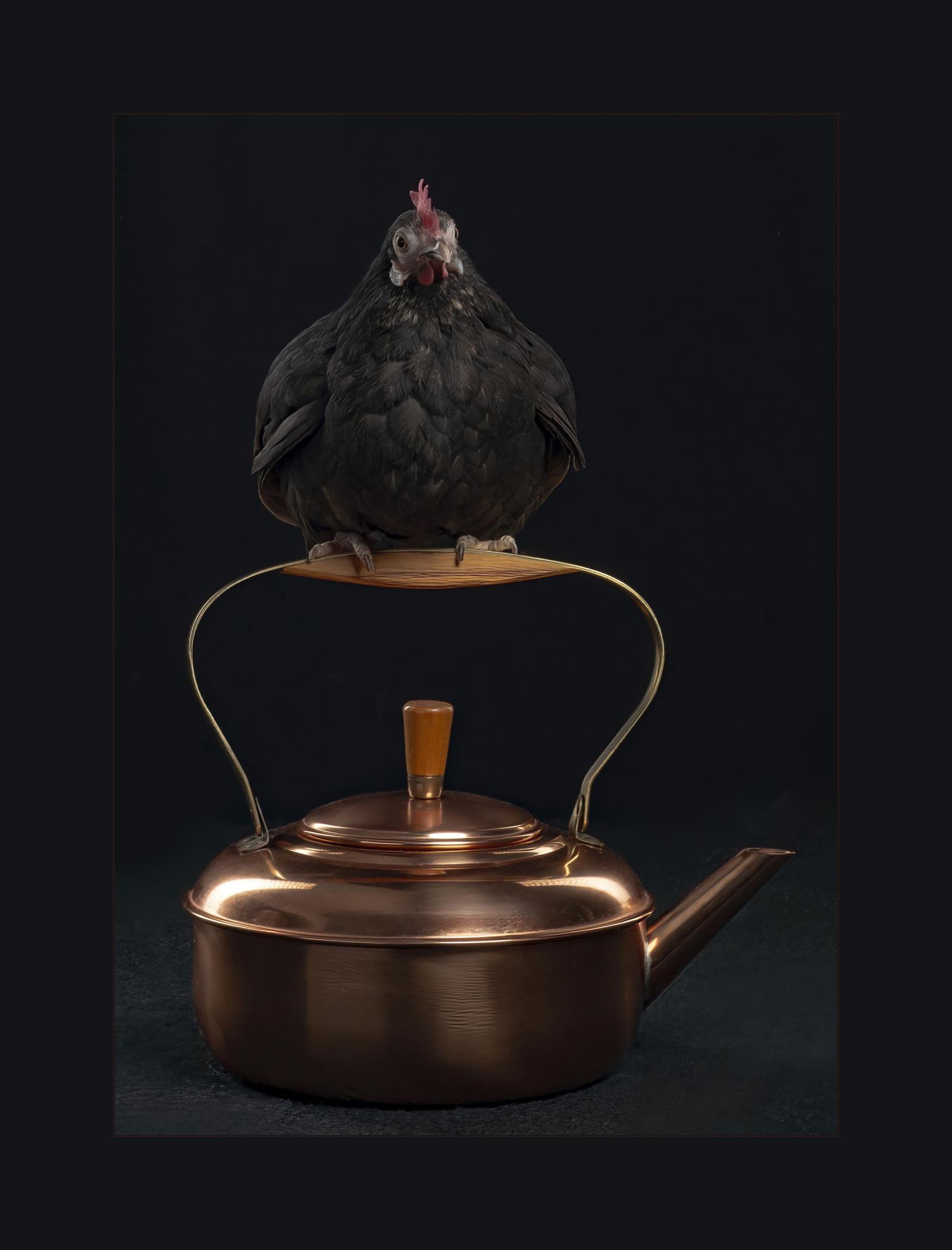 Serama Chicken , Amelia, roosted on copper tea kettle