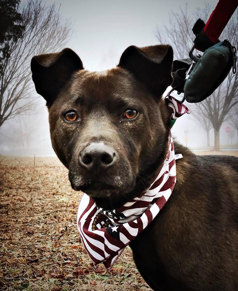 Photo of a shelter dog from the SPCA of Anne Arundel County called Max. He was adopted soon after the photo was taken.
