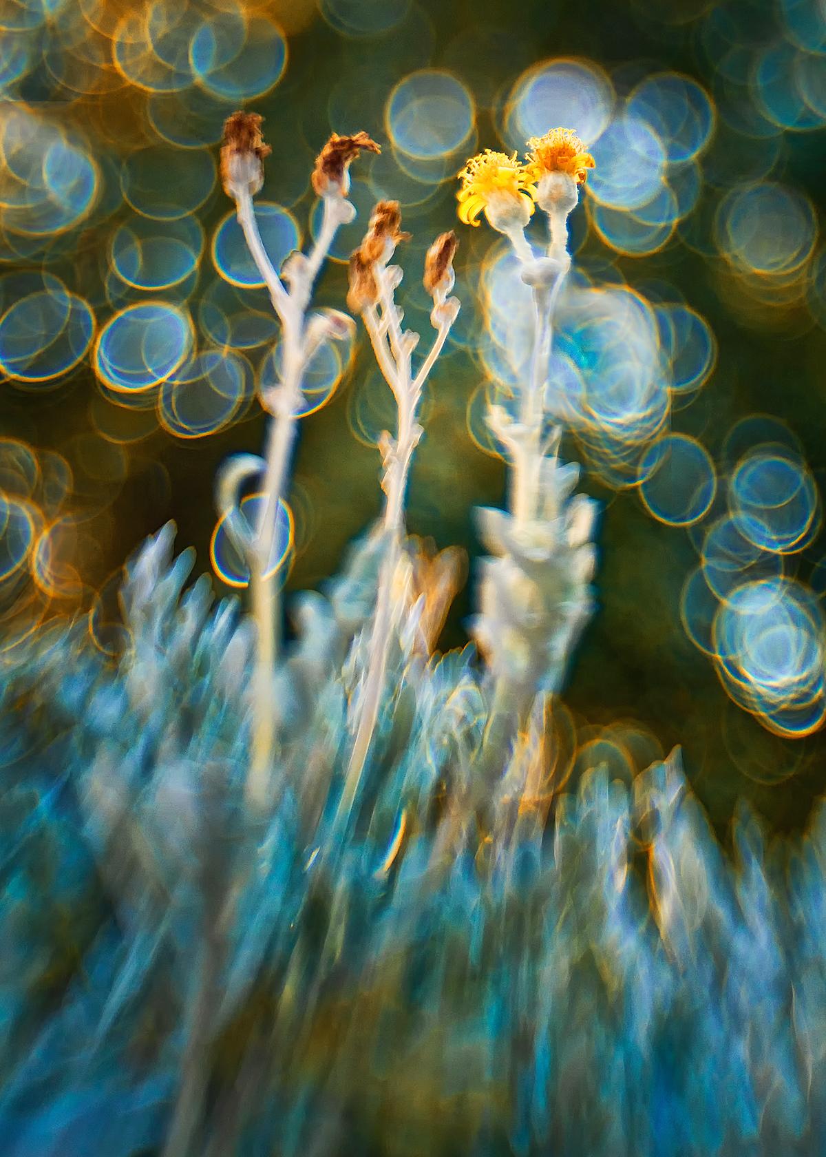 A weed amongst the weeds