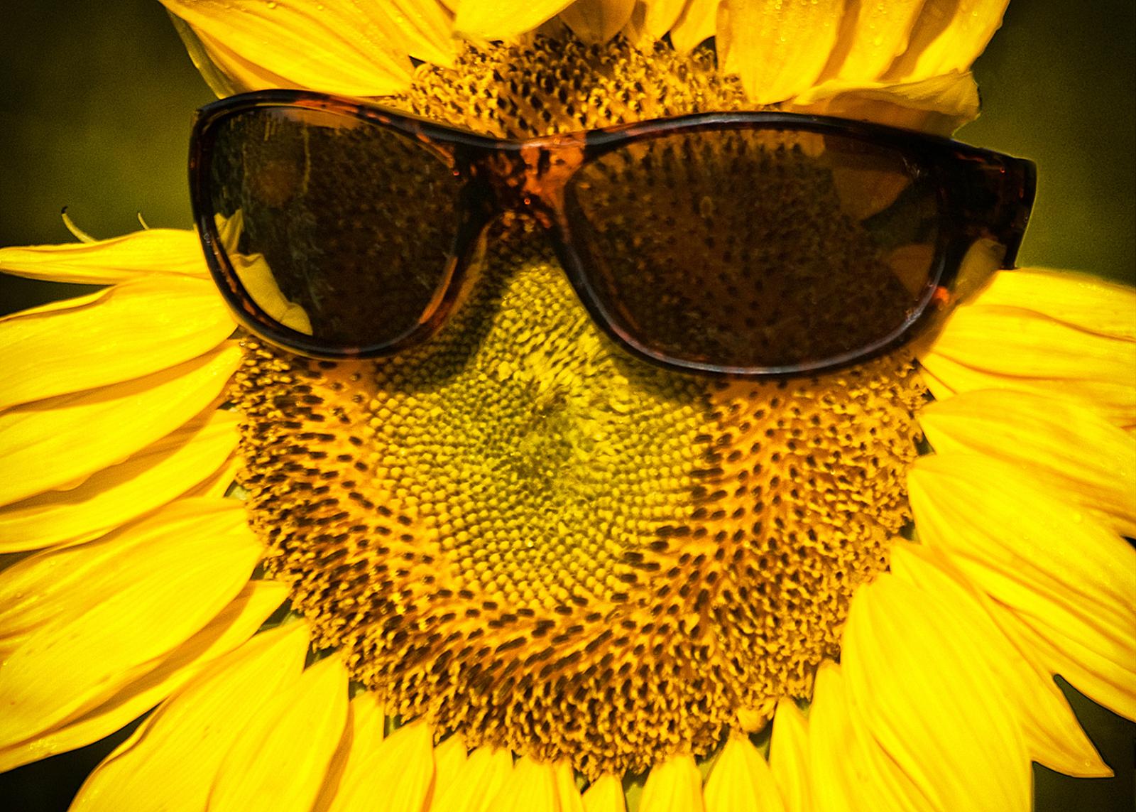 A sunflower dons a pair of sunglasses.
