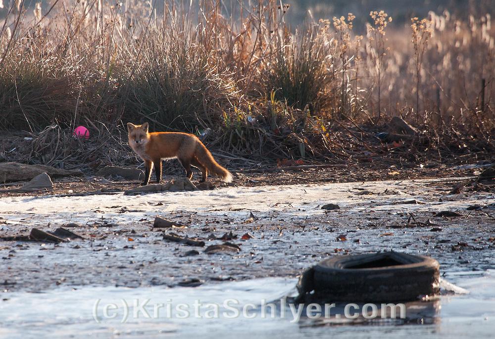 Photo of a red fox walking along the Anacostia Riverside