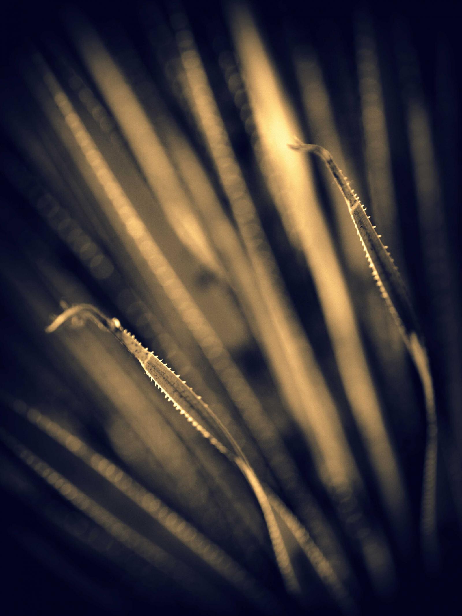 Split tone photograph