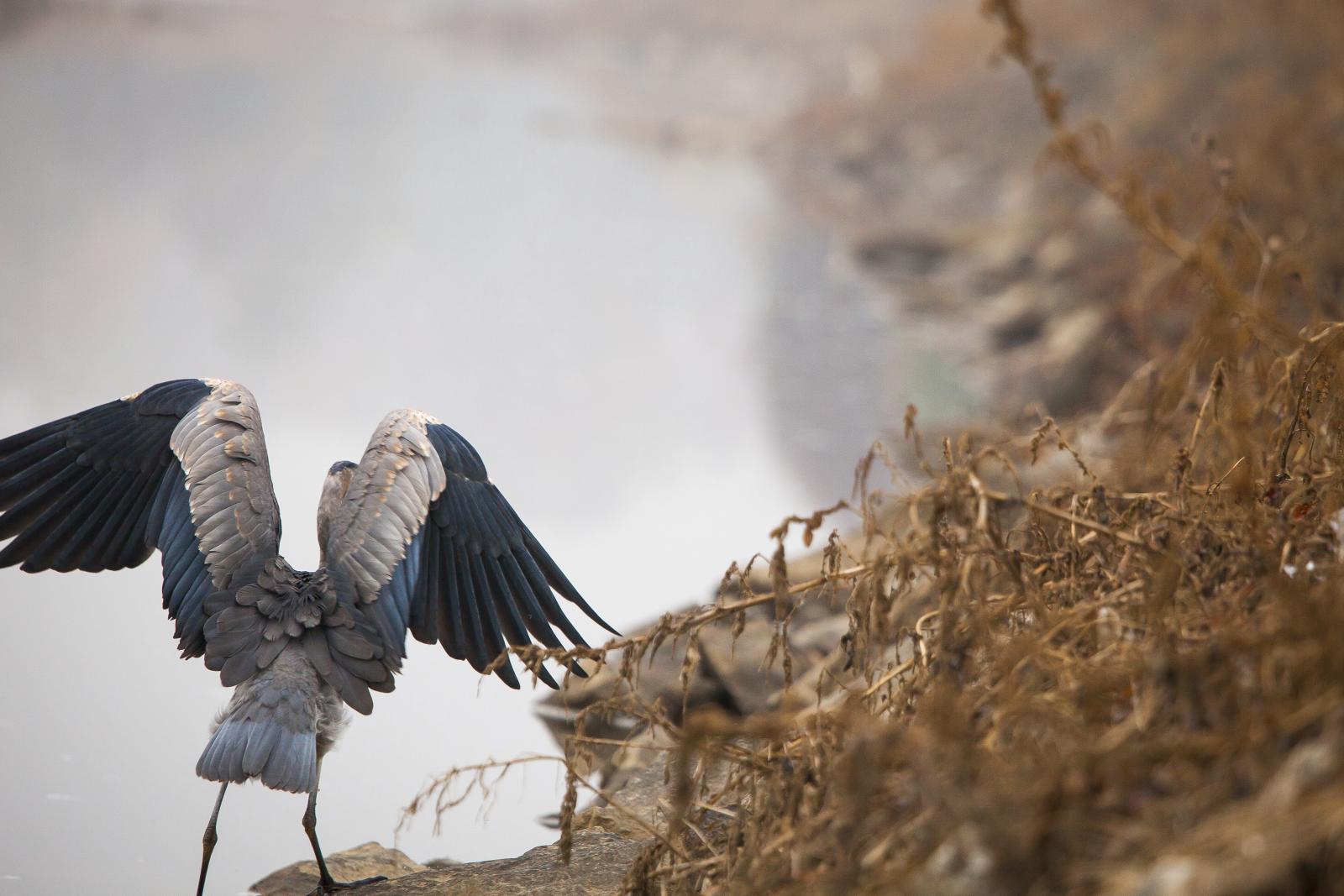 Photograph of a great blue heron on the Anacostia River
