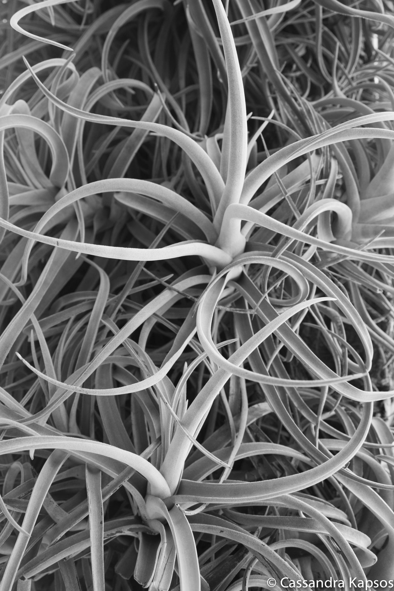 An image of a cluster of Tillandsia