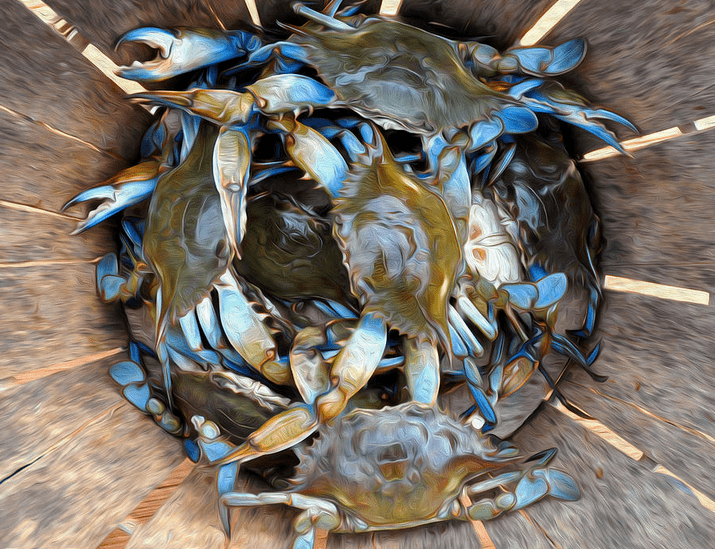 Aerial view of this morning's Chesapeake Bay Blue Crab catch. It's a weekend event around our house to steam up a dozen or two blue crabs, throw them out on the table poolside or inside, then graze -- pick a few, take a swim, then come back to pick some more.