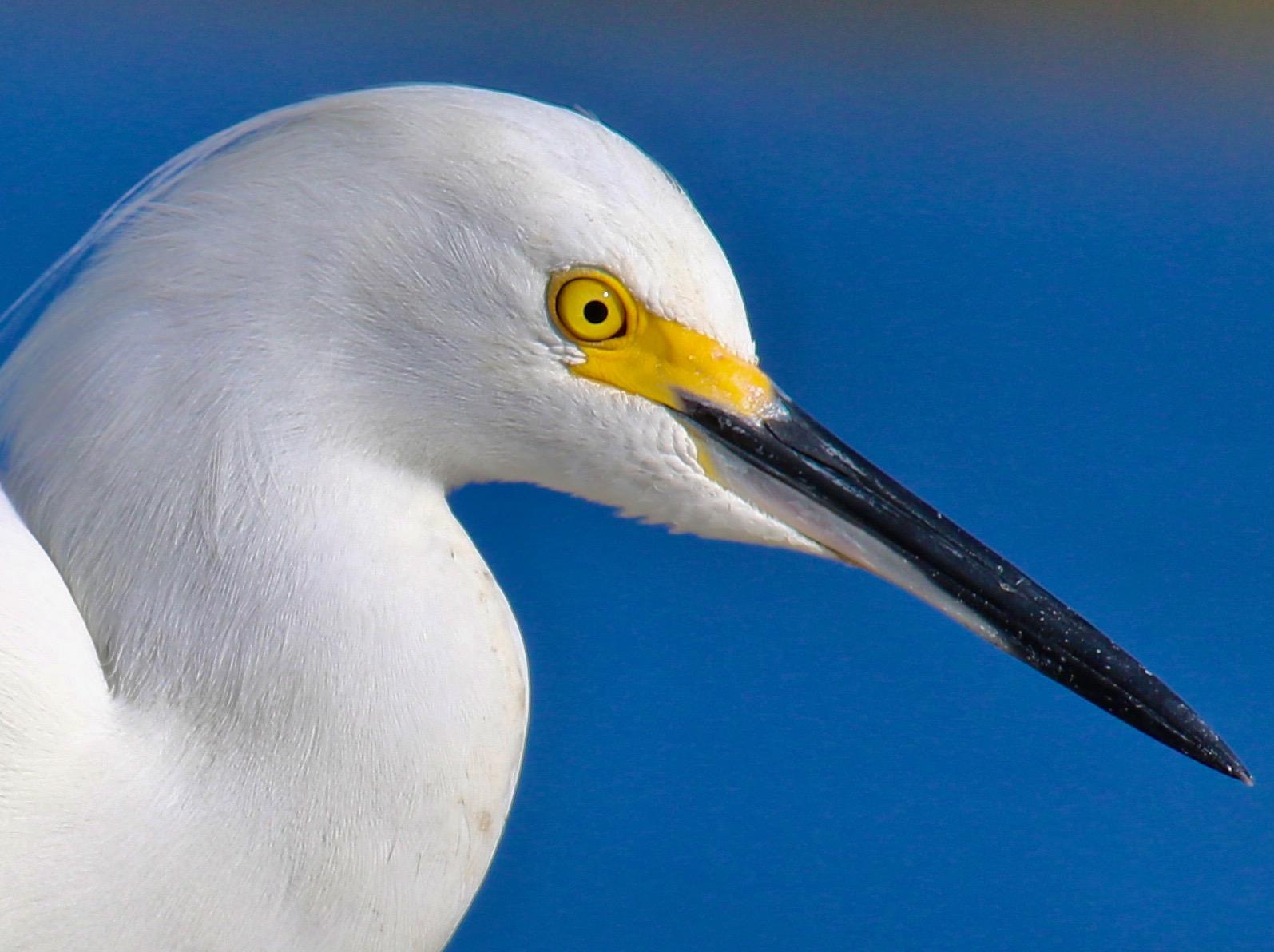 Photograph of Great White Egret with Blue Skies