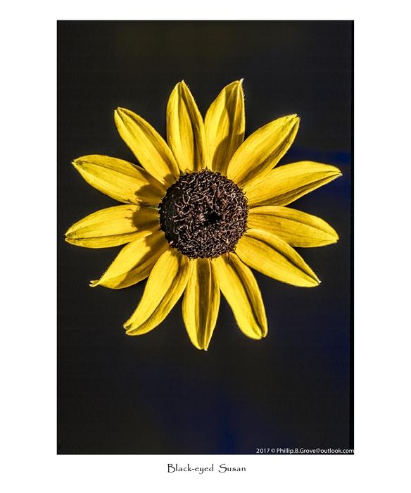 Black-eyed Susan