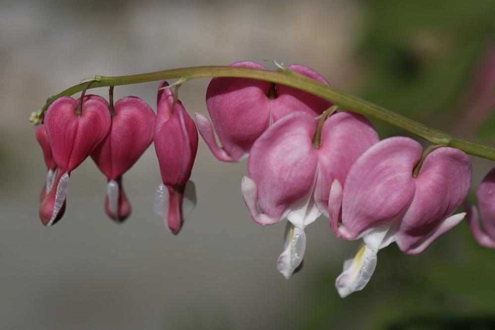 Close -up of bleeding hearts from my garden.