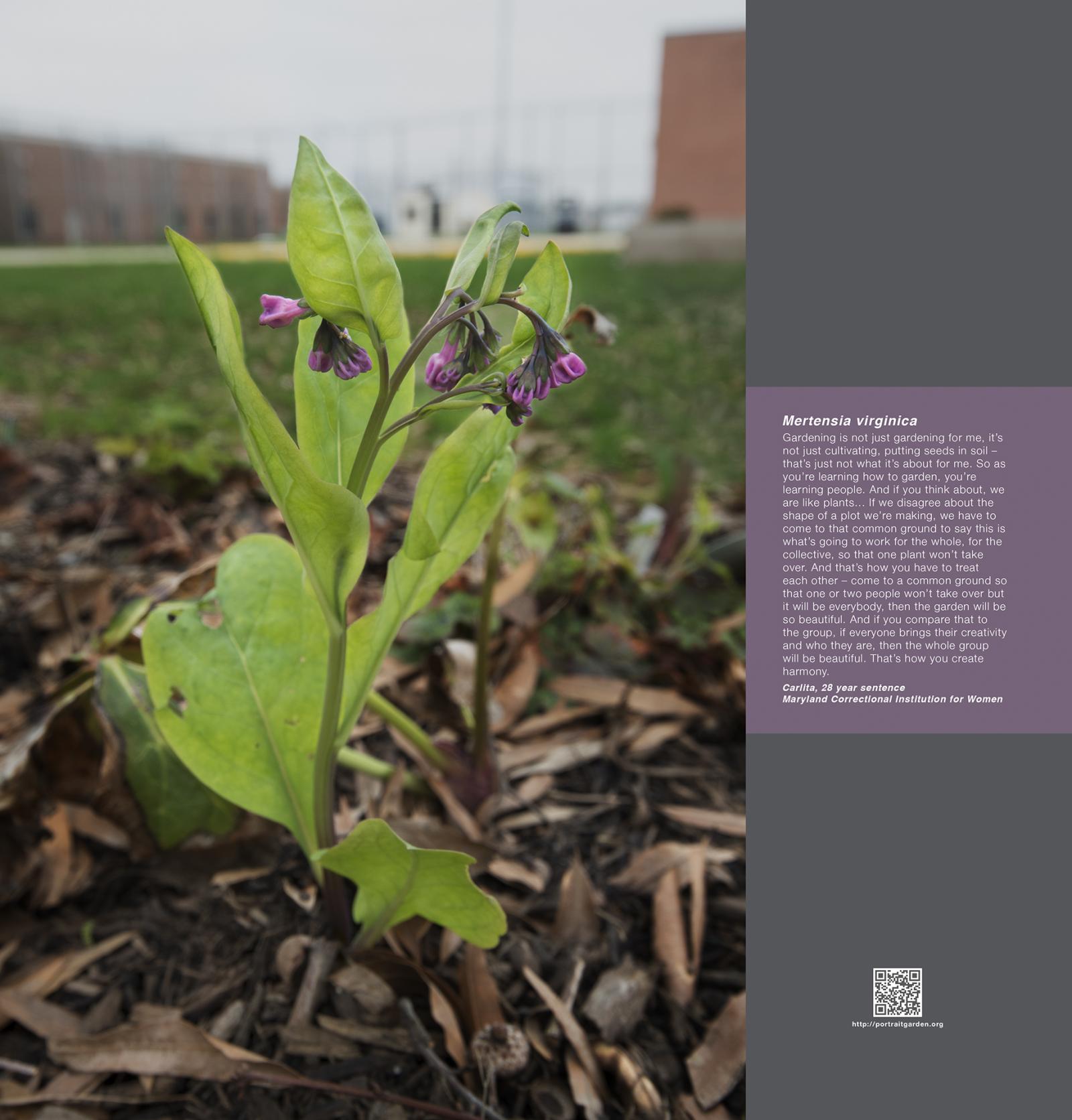 Portrait Garden is a metaphorical garden of 'portraits' of eleven women incarcerated at Maryland Correctional Institution for Women (MCIW), a multilevel security prison. Portrait Garden used environmental stewardship as a tool for self-reflection through the selection of plants to represent each woman and resulted in the co-creation of three perennial gardens on the prison grounds. The display of the project consists of a collection of photographs of the cultivated plants paired with recorded statements by each woman and was first displayed as a series of interactive posters in Baltimore Light Rail trains.