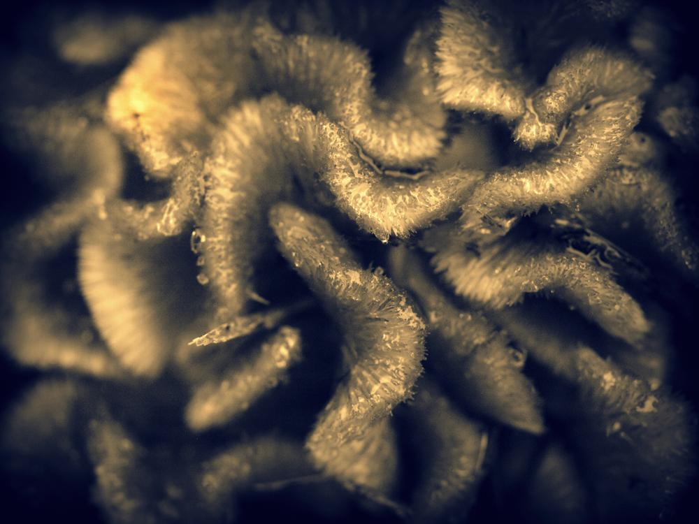 Split tone photograph