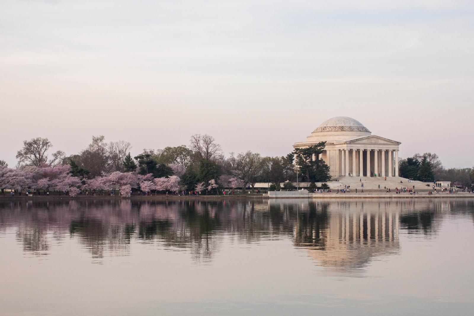 Blooming cherry blossoms surround the Jefferson Memorial in Washington, DC during the Cherry Blossom Festival.