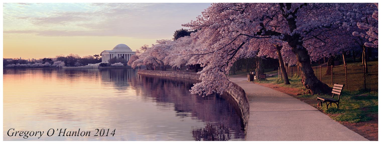 Panoramic view of the Tidal Basin with cherry blossoms and Jefferson Memorial shortly after sunrise. Taken with Fuji Velvia film and 617 format camera.