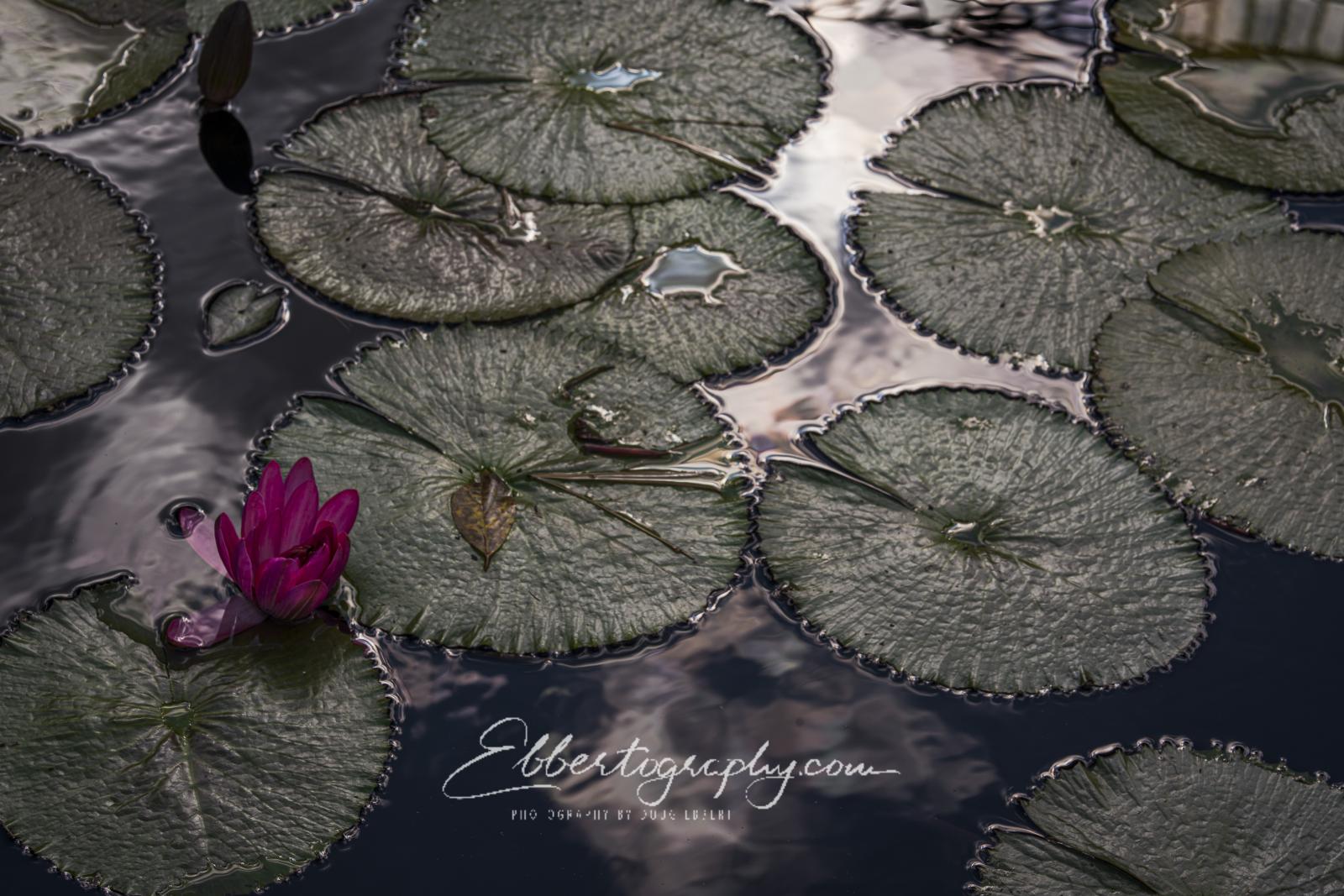 Lilypads and reflections of the sky