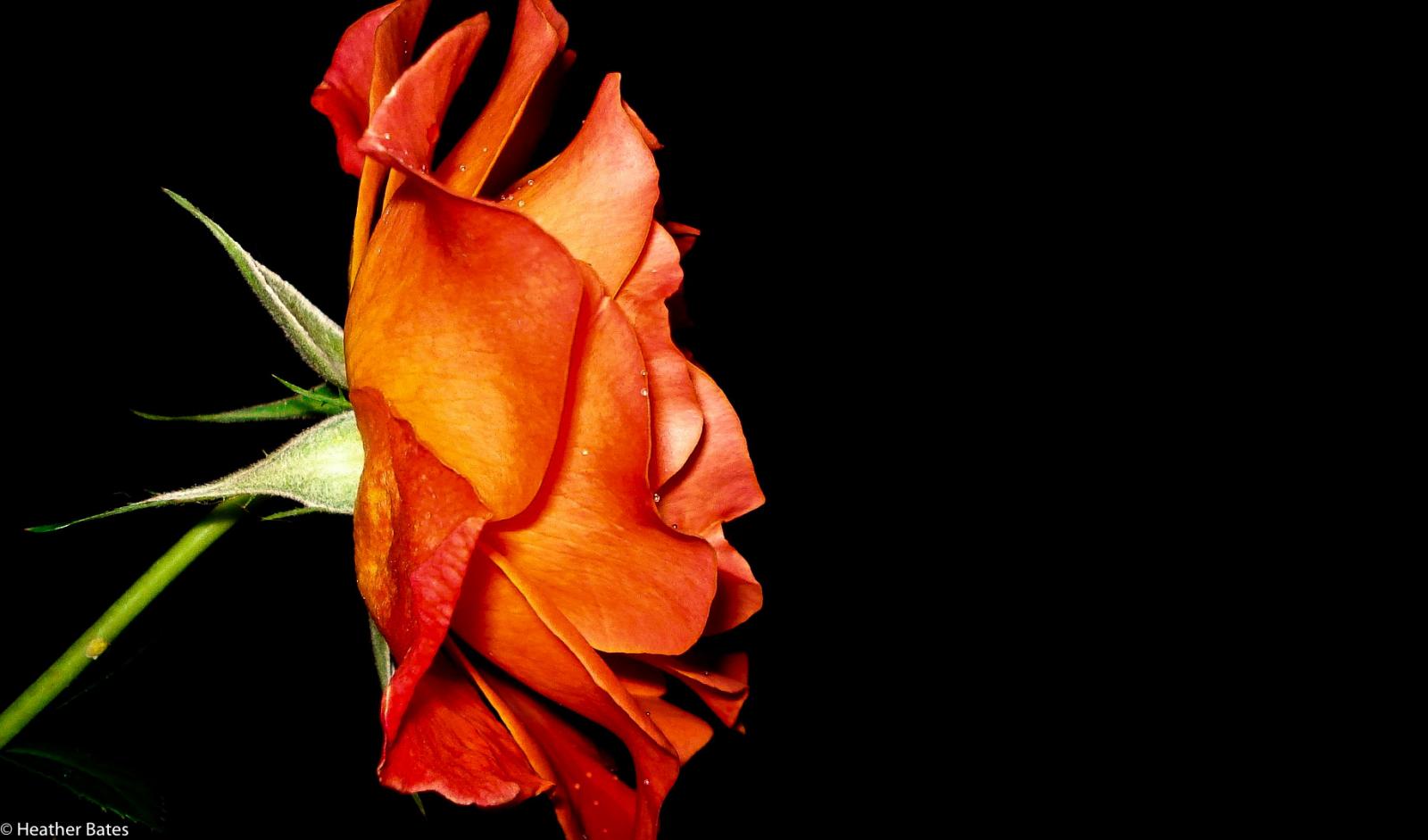 An orange rose shot with a Carl Zeiss Sony Cyber-shot camera