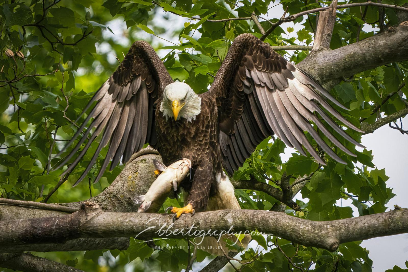 Taken at Conowingo Dam