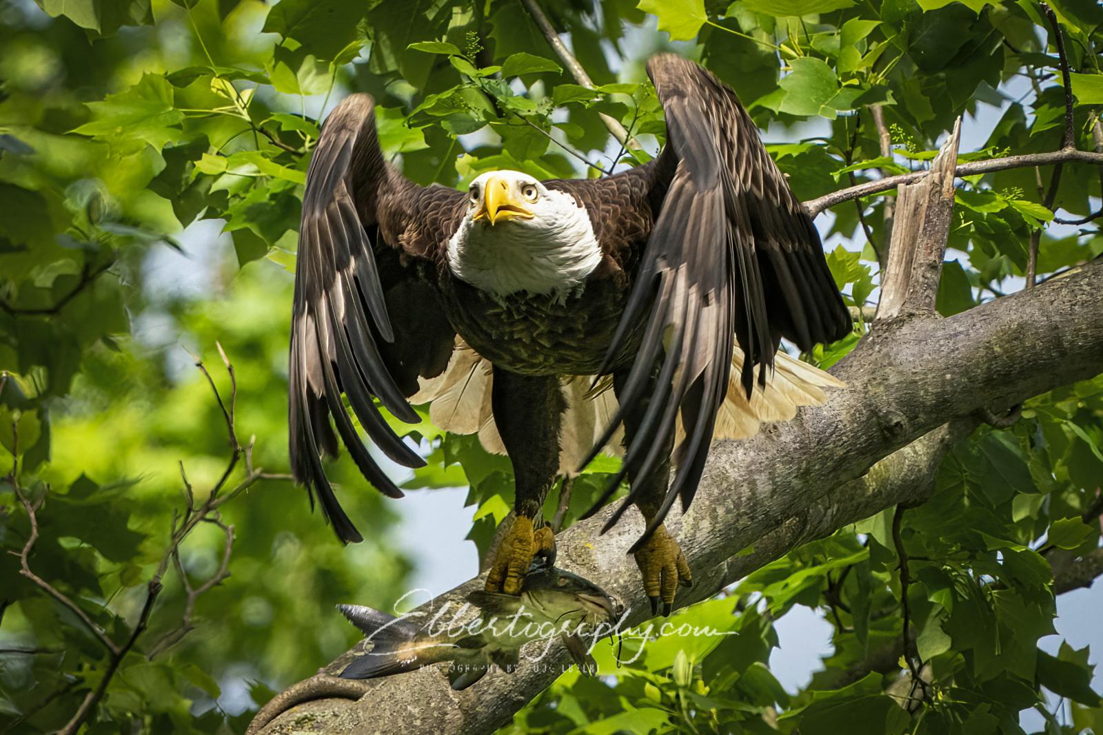 A Bald Eagle leaving his perch with his catch of the morning