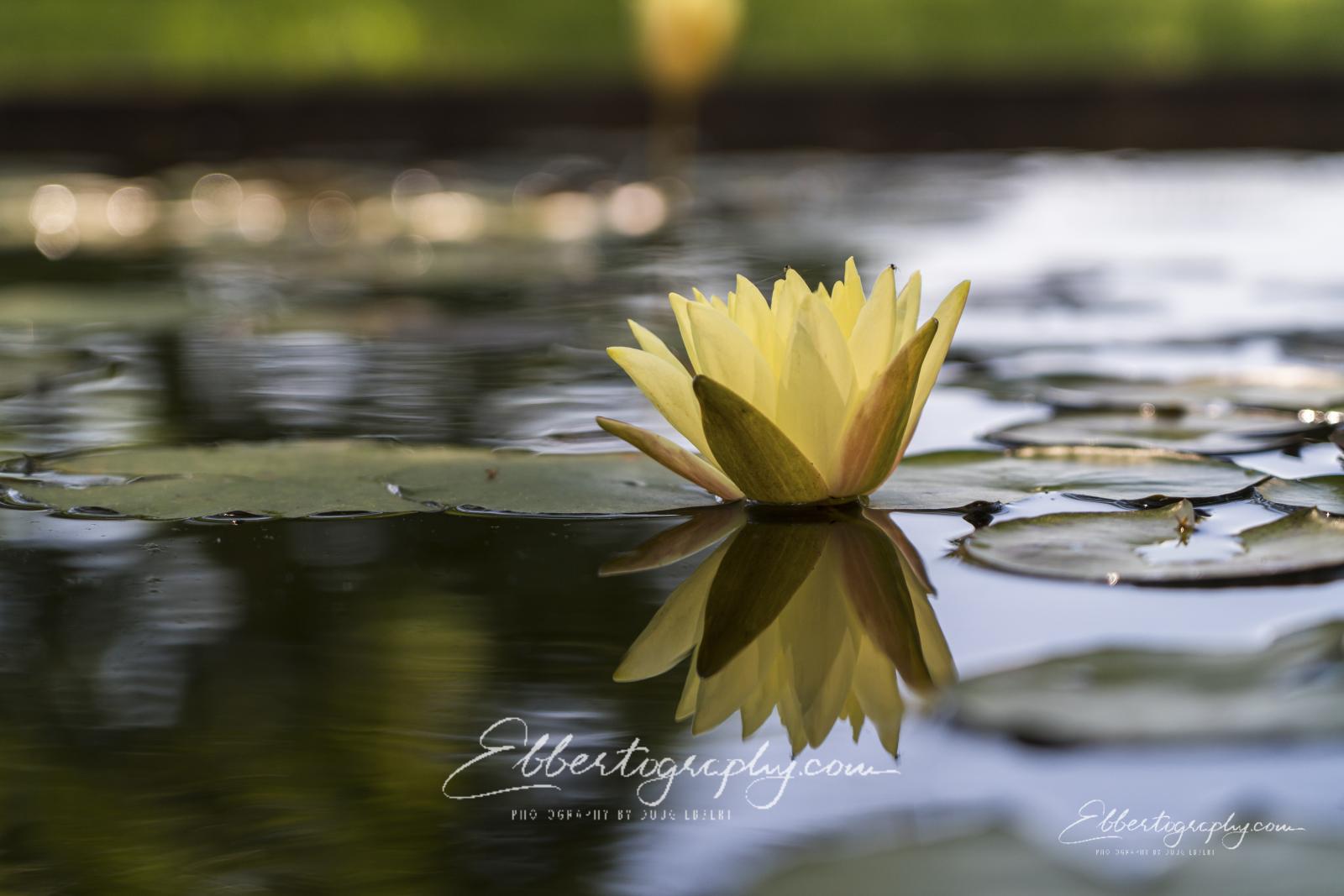A flowering lily reflecting in a still pond
