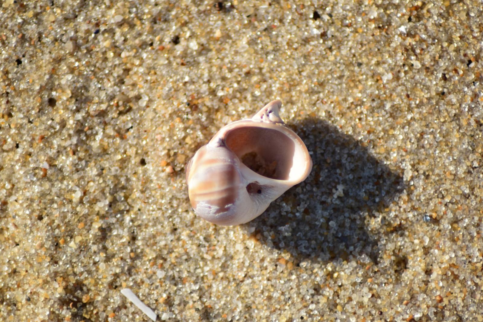 Single shell on beach